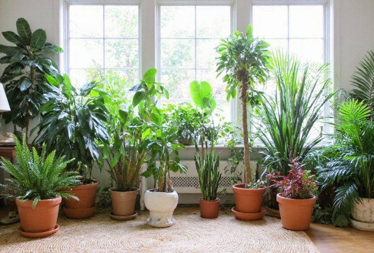 sélection de plantes purificatrices d'air intérieur