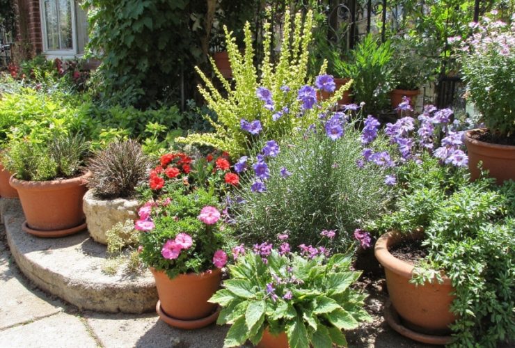 jardins en conteneurs pour la lumière du soleil