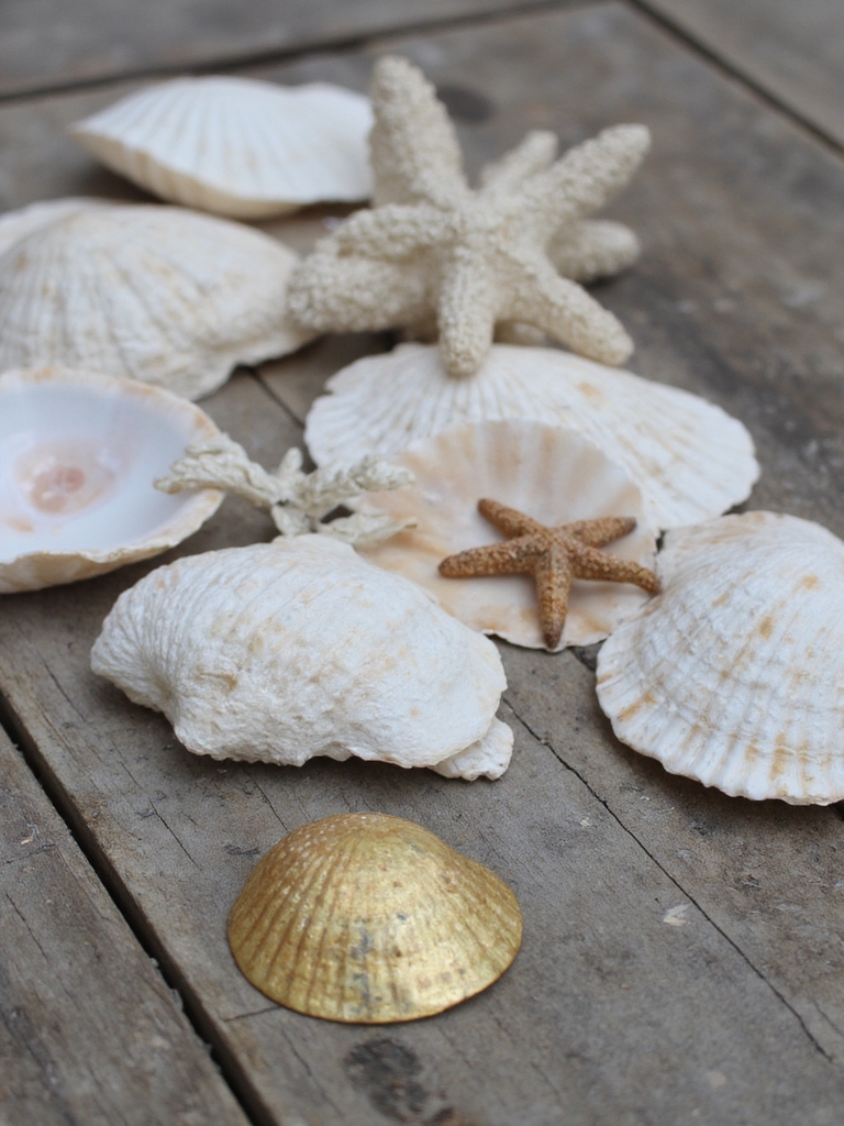 sous-verre coquillage côtier bricolage