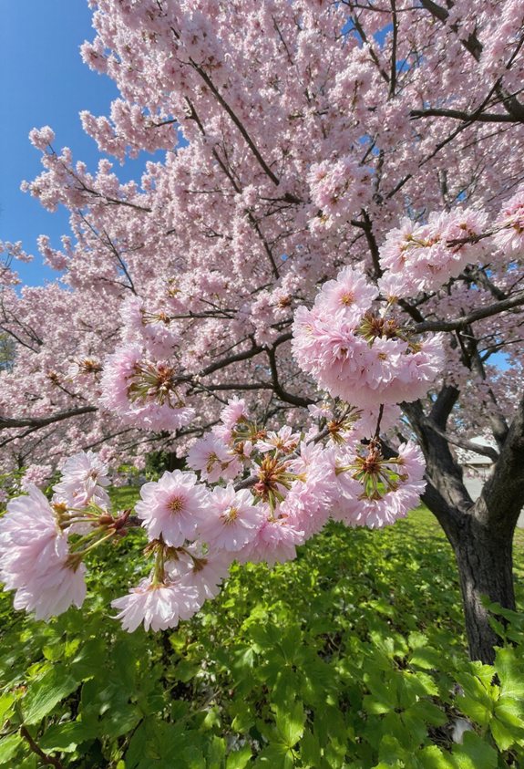 spectacle printanier épanouissant en rose