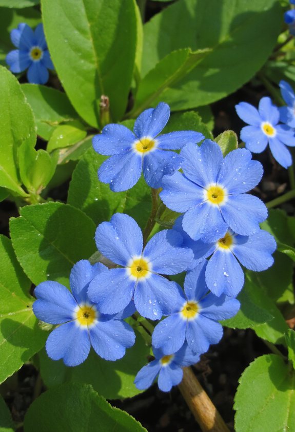 des marguerites bleues éclairent les jardins