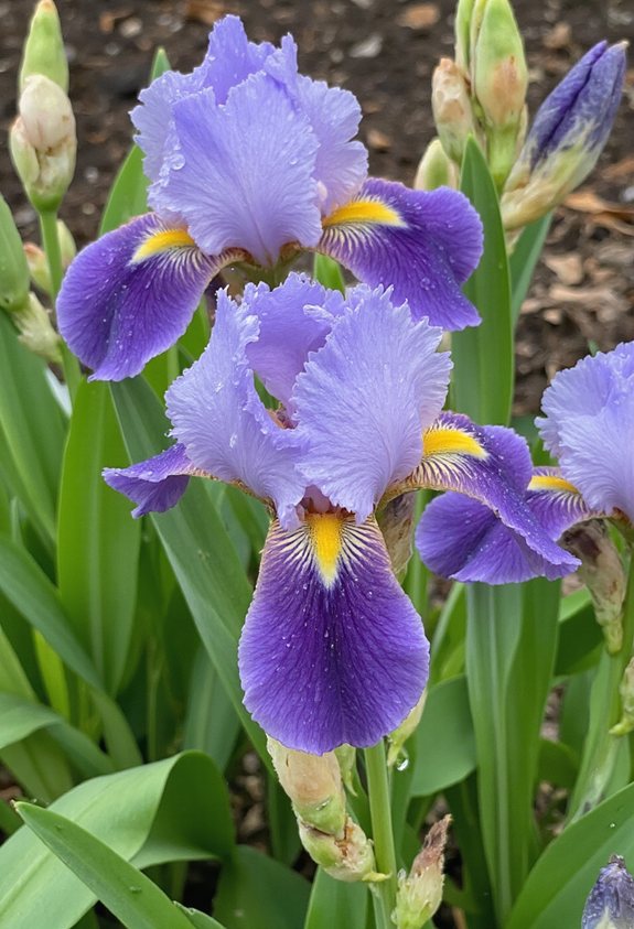 papillon élégant vibrant attirant iris