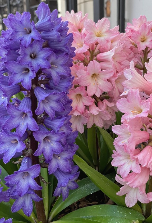fleurs de jardin parfumées et résilientes