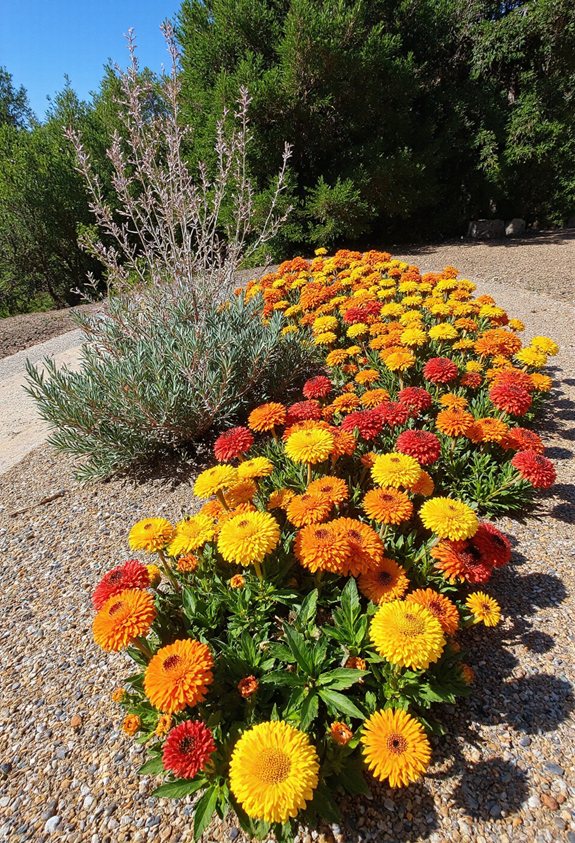 plantes vivaces vibrantes aimant le soleil et nécessitant peu d'entretien
