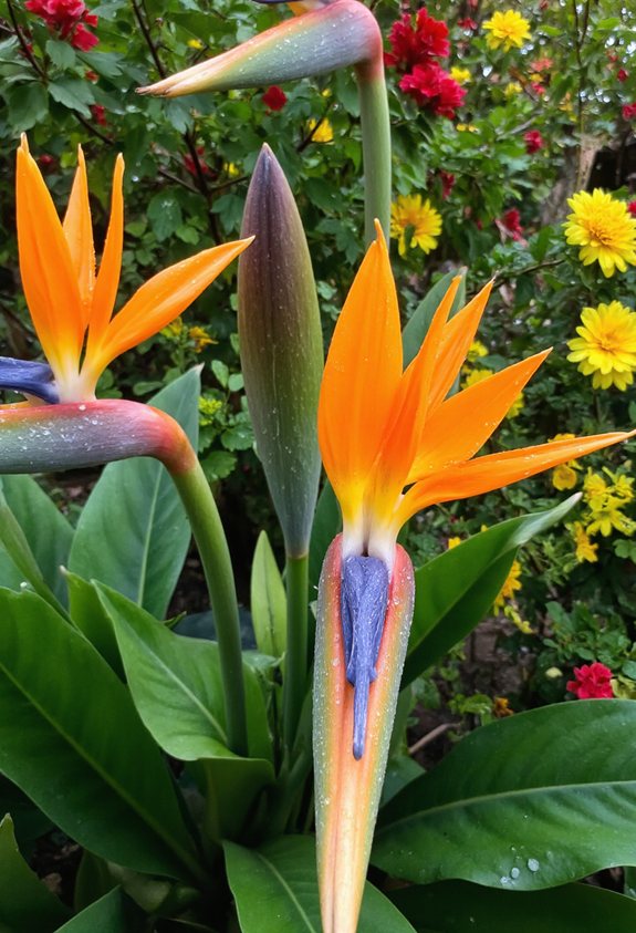 paradis tropical jardin délice