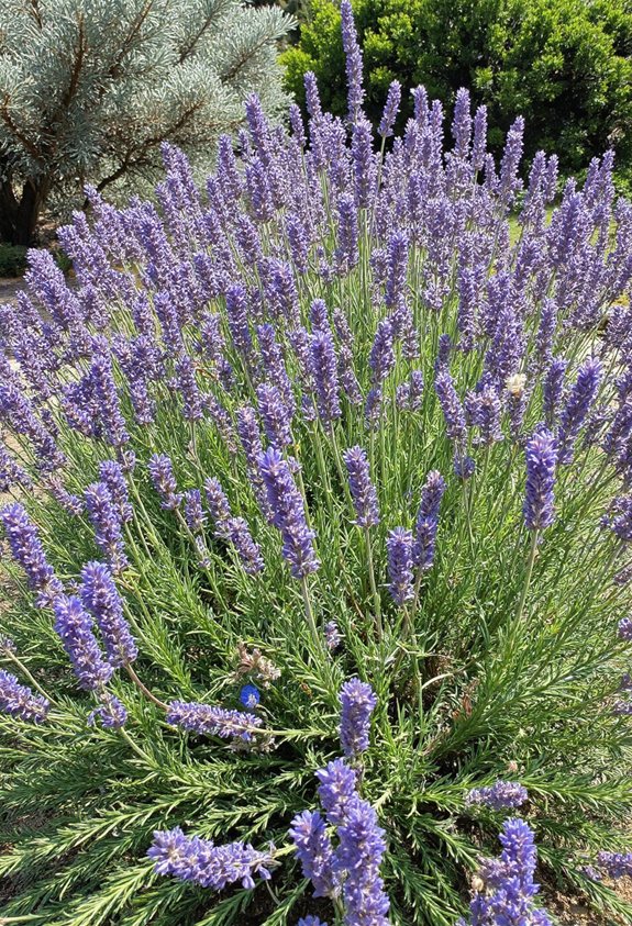 jardin vibrant résistant à la sécheresse accent