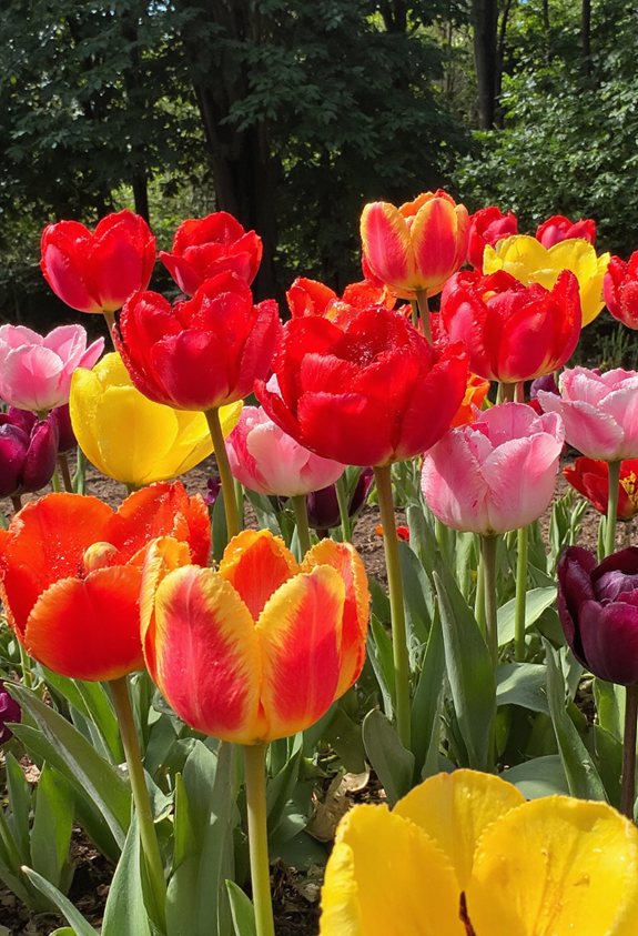 affichage vibrant de tulipes de printemps