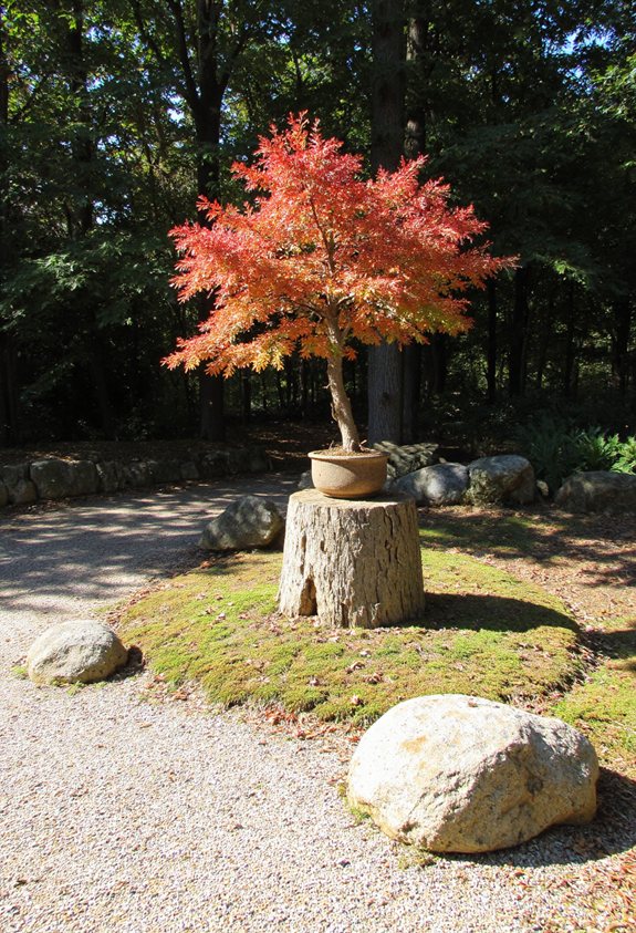 érable japonais compact bonsaï