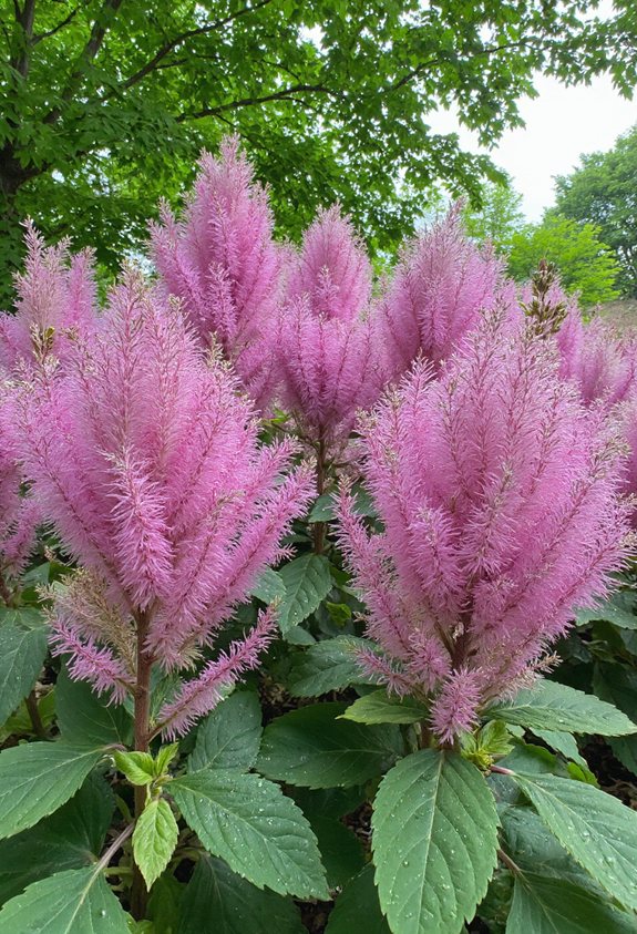 plantes humides délicates en forme de plume