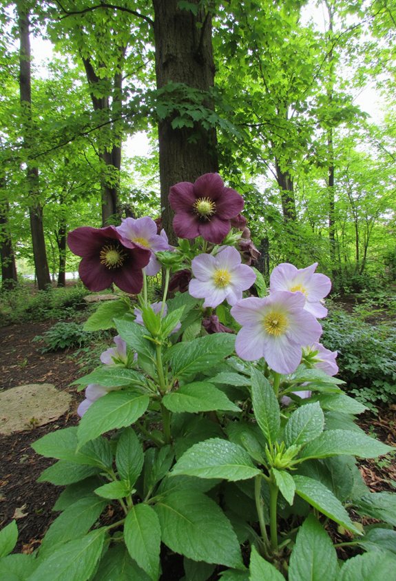plantes vivaces aimant l'ombre qui fleurissent tôt