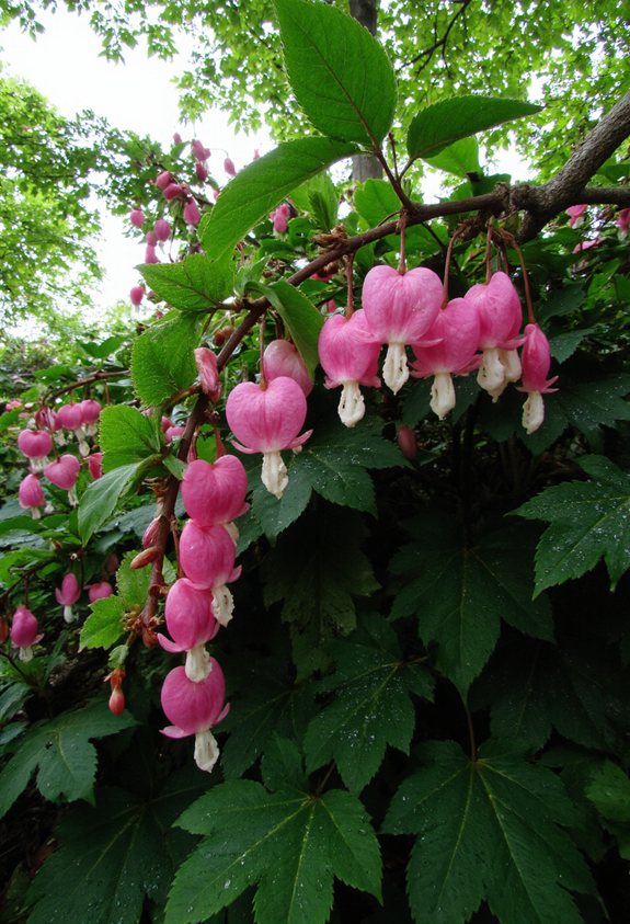 rose cachée élégante coeurs