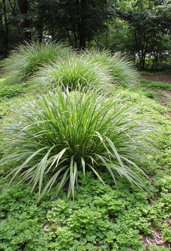 couverture de sol forestière japonaise élégante
