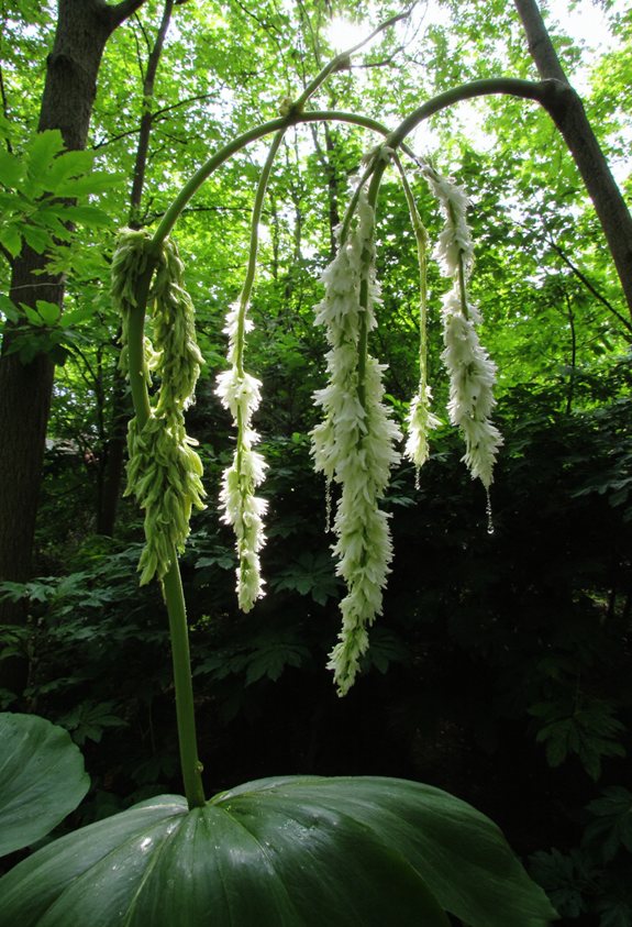 architecture de jardin élégant et ombragé