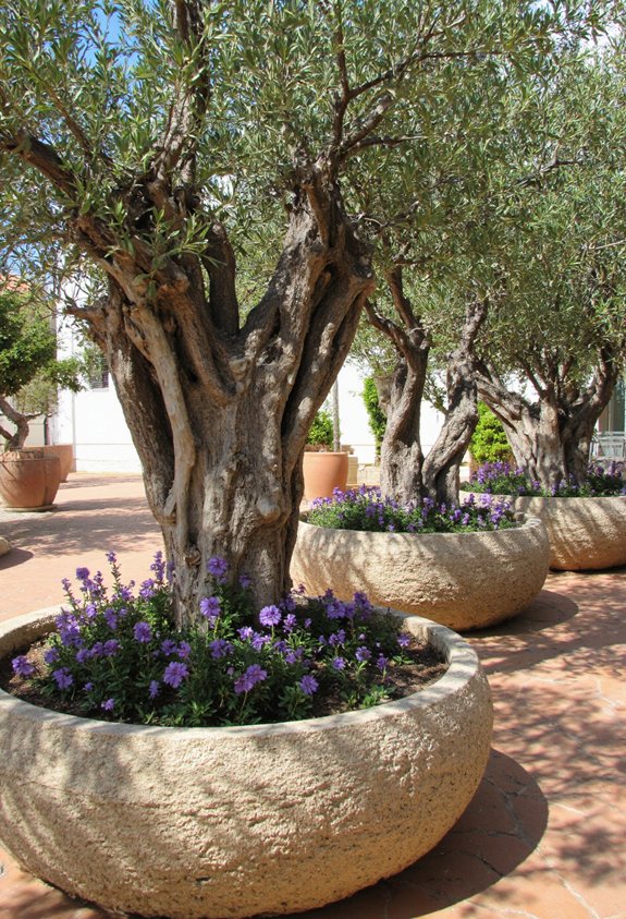 plantes en pots d’olivier surélevées