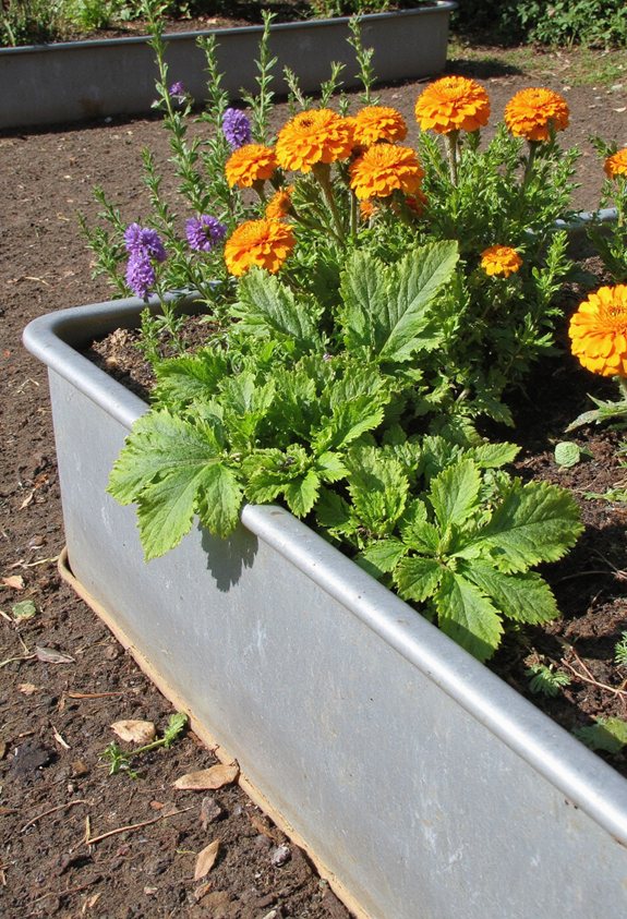 bords surélevés en acier galvanisé