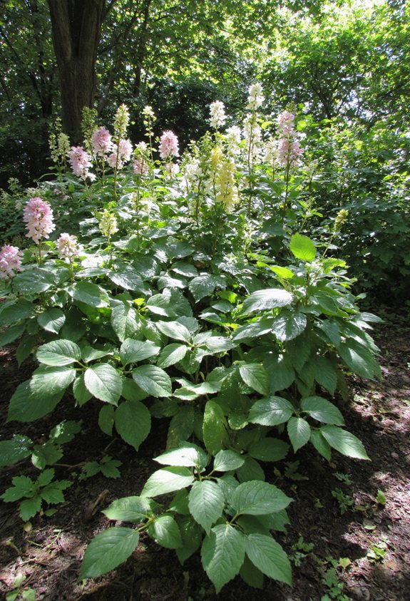 plantes vivaces aimant l'ombre robustes