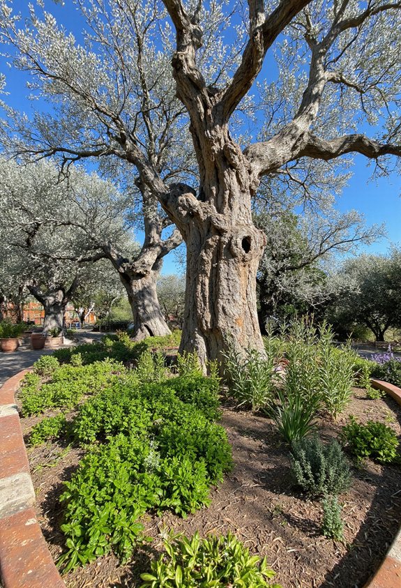 herbes près des oliviers