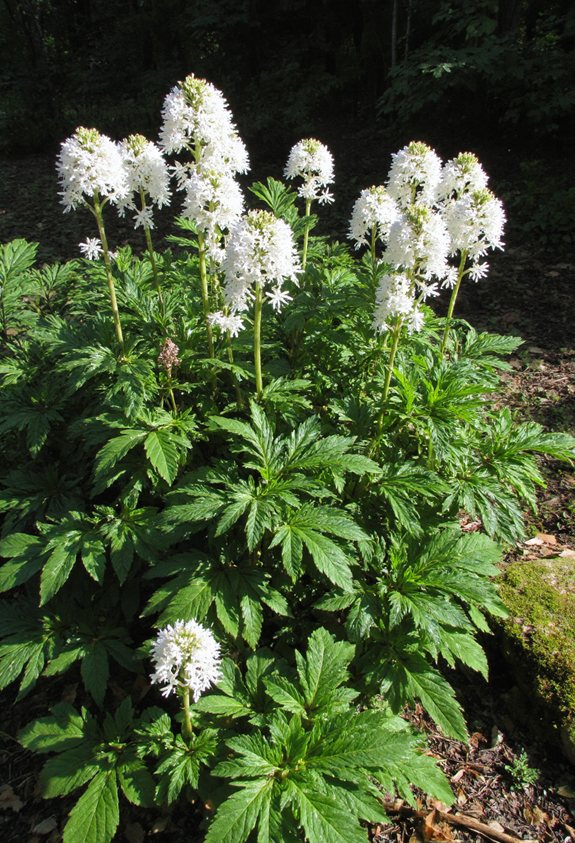 charme de fleur de bois mousseux