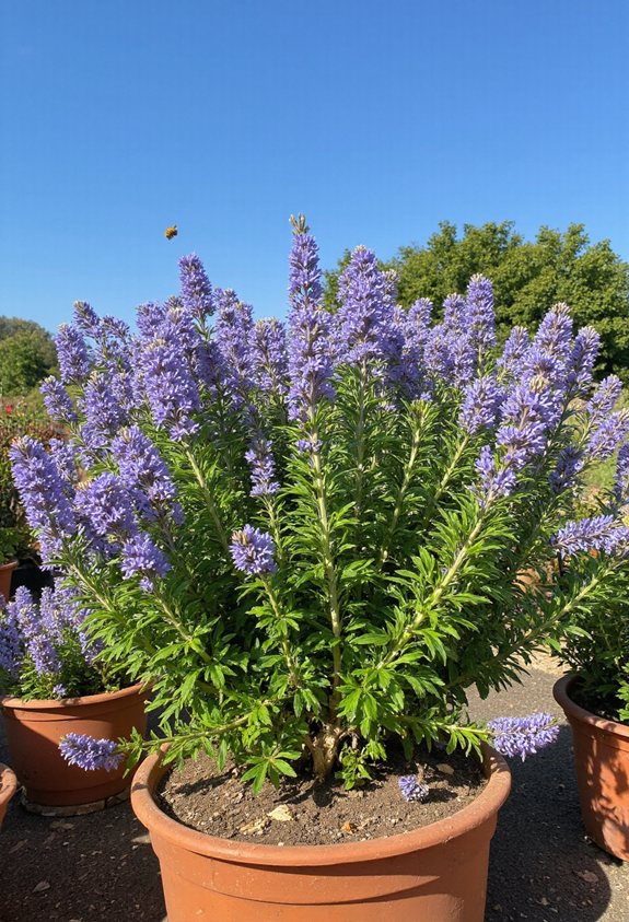 fleurs violettes robustes aimant le soleil