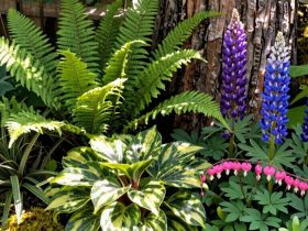 plantes vivaces aimant l'ombre