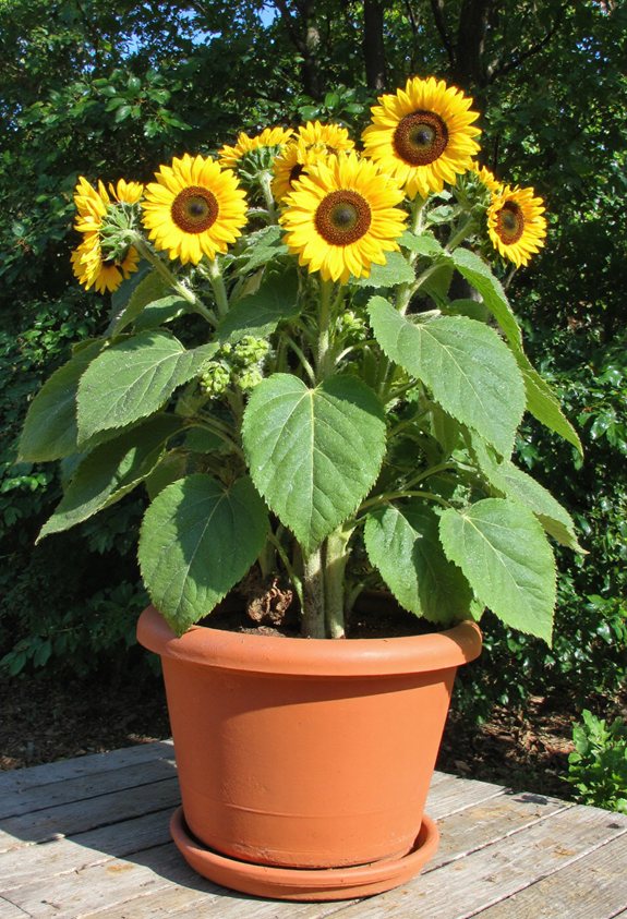 magnets pollinisateurs colorés aimant le soleil