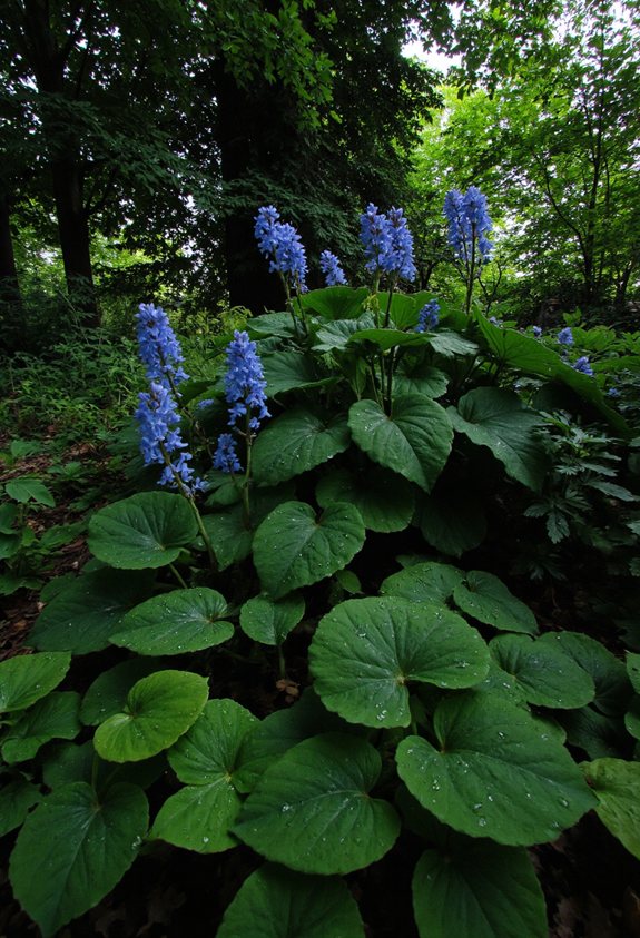 compagnon de teinte bleue vive