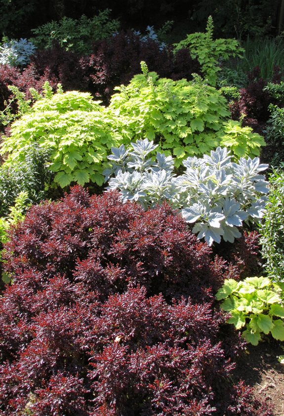 plantes d'ombre colorées toute l'année