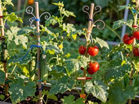 bâtonnets de concombre et de tomate créatifs